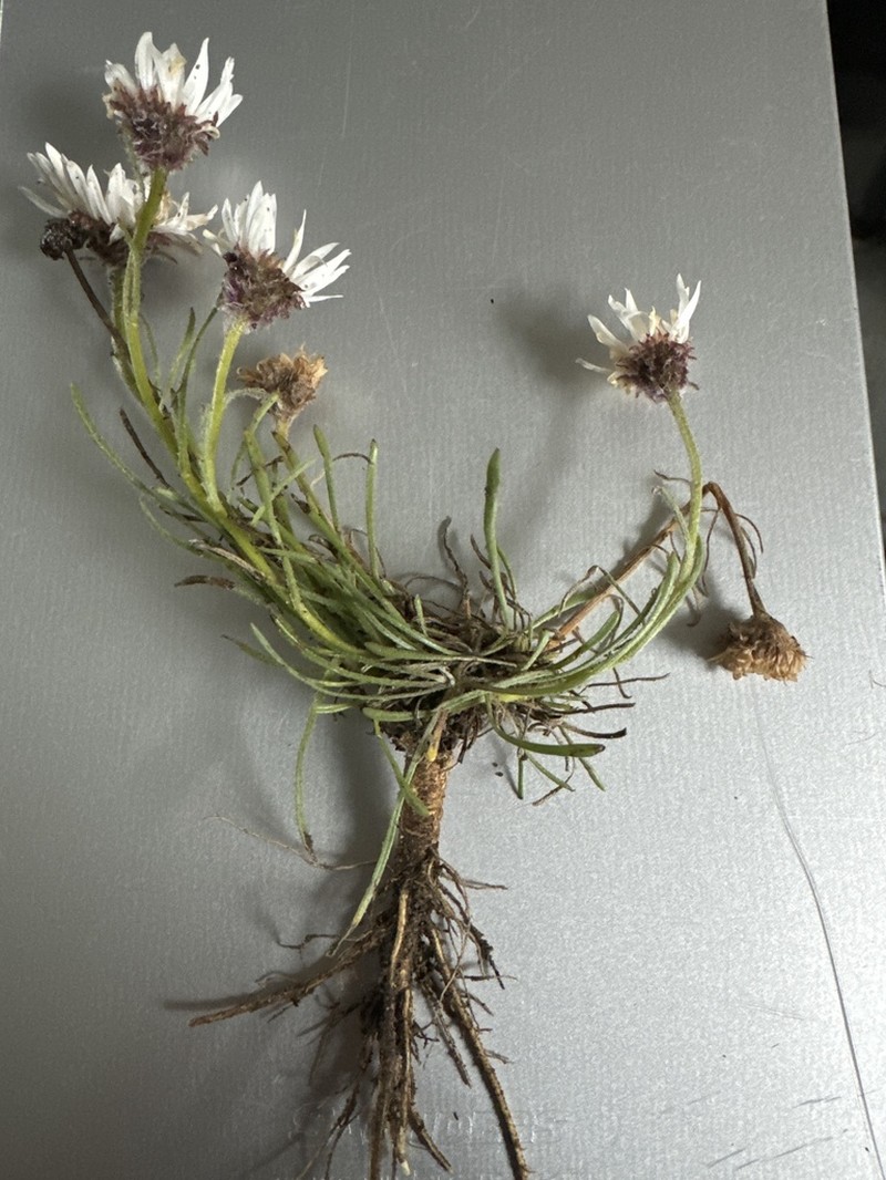 Buff Fleabane photo 7