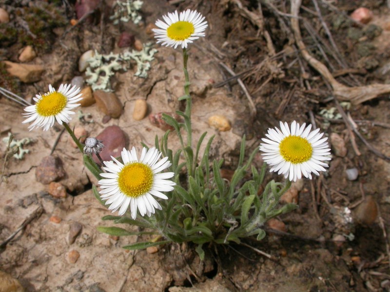 Buff Fleabane photo 8