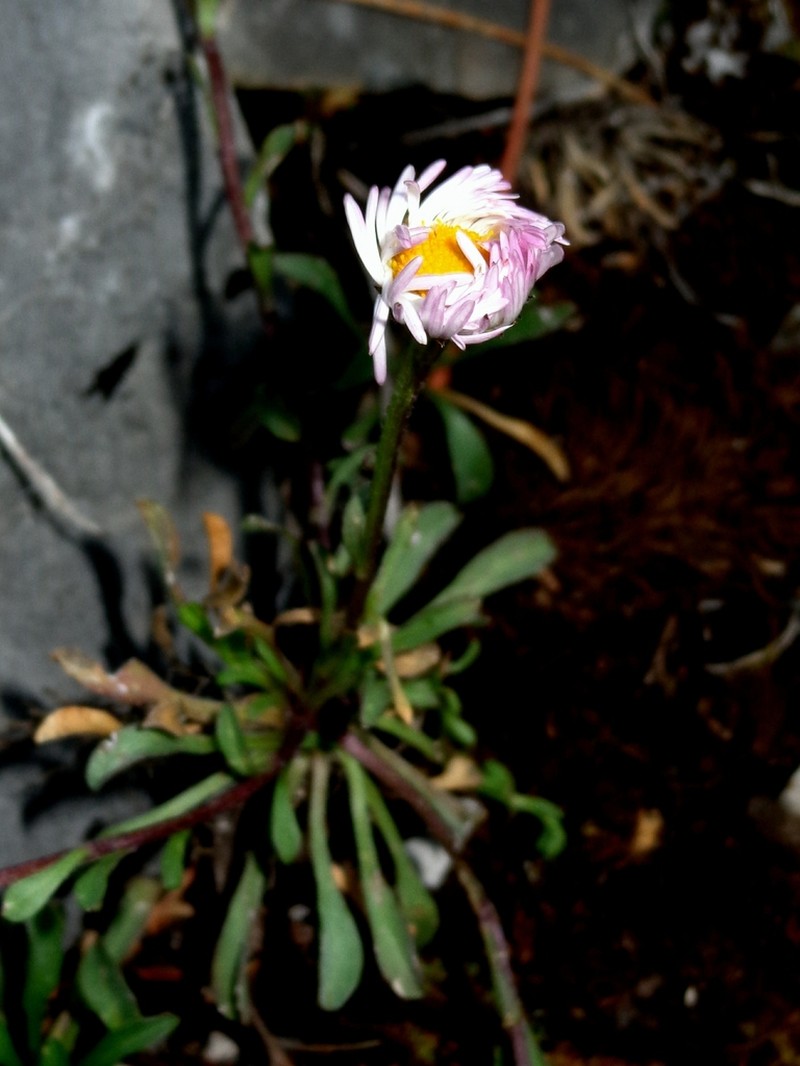 Erigeron onofrensis