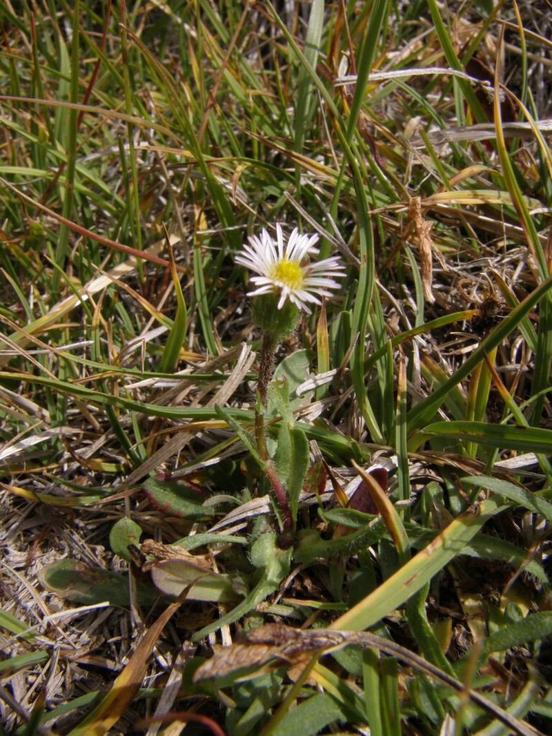 Erigeron oreades
