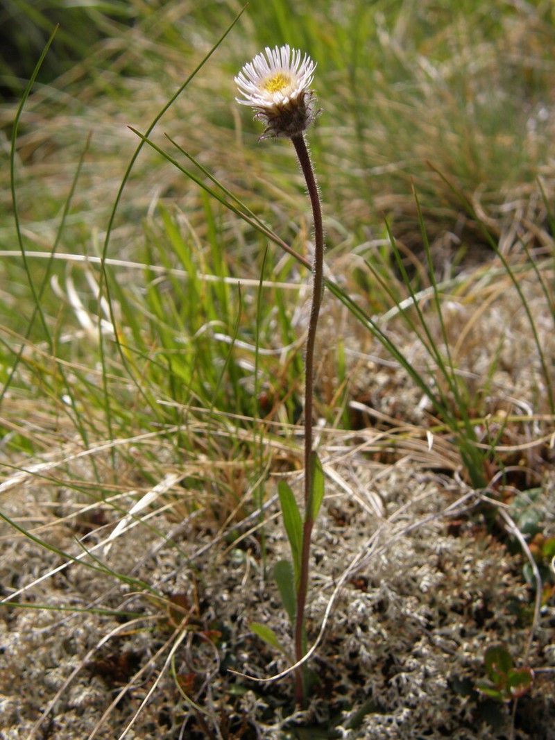 Erigeron oreades photo 2