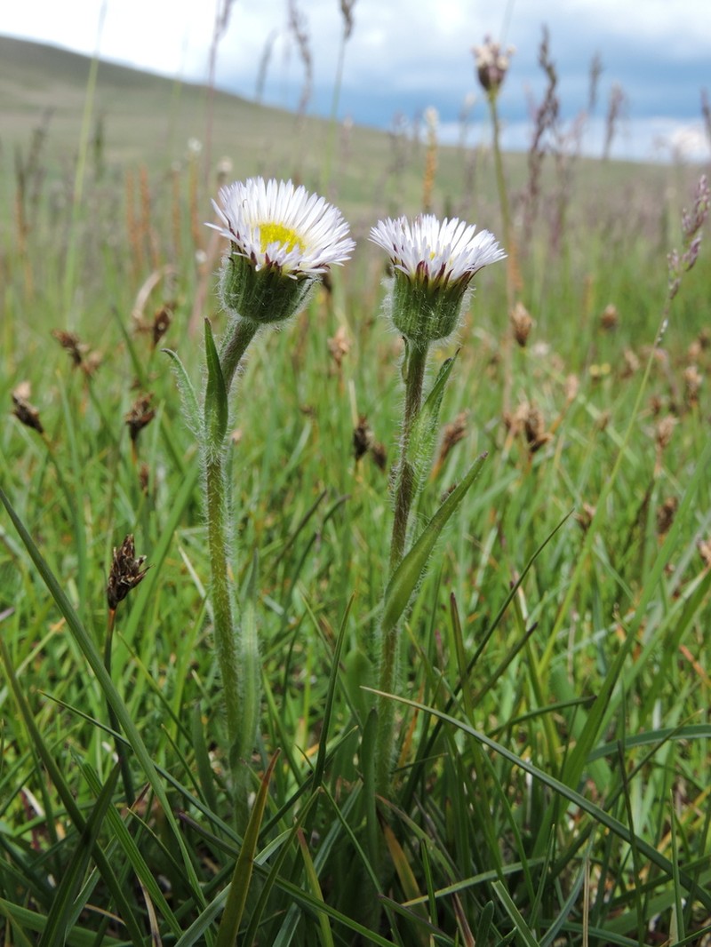 Erigeron oreades photo 3