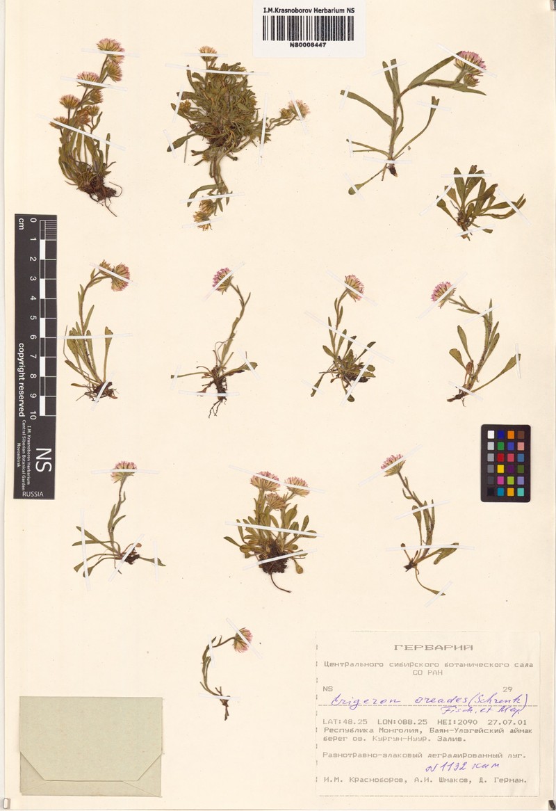 Erigeron oreades photo 4