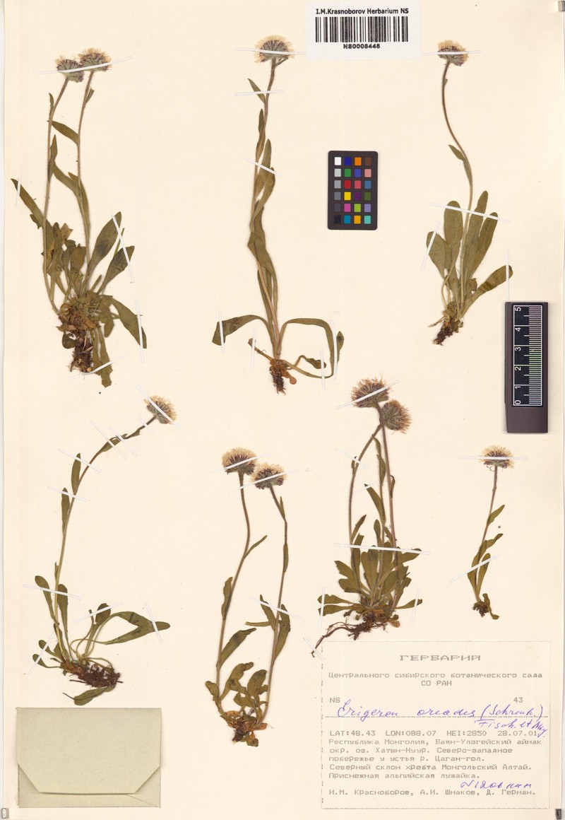 Erigeron oreades photo 7