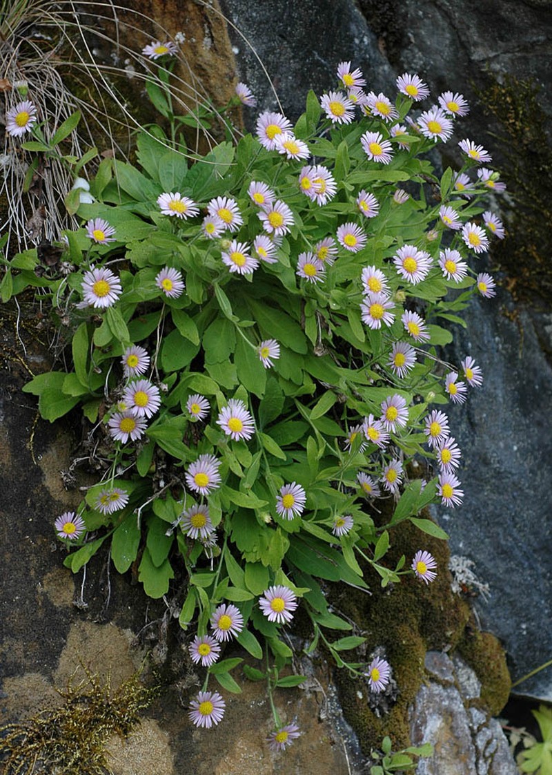 Gorge Fleabane