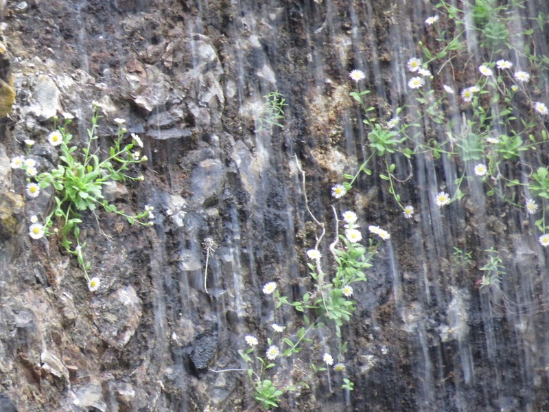 Gorge Fleabane photo 2