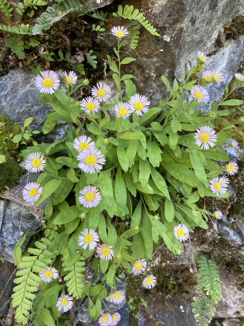 Gorge Fleabane photo 3