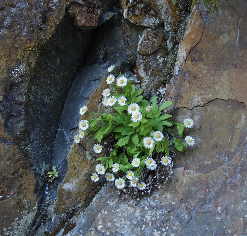 Gorge Fleabane photo 4