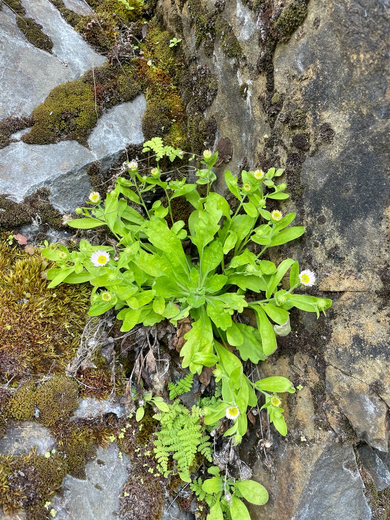 Gorge Fleabane photo 5