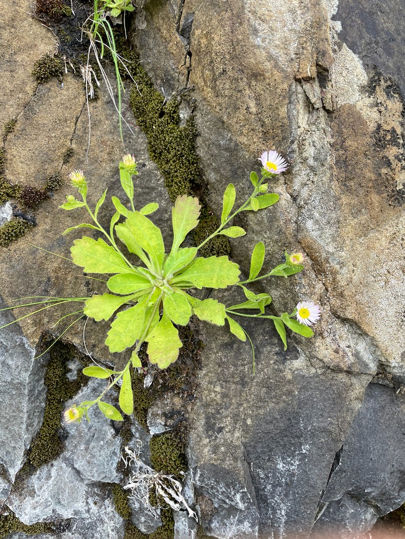 Gorge Fleabane photo 6