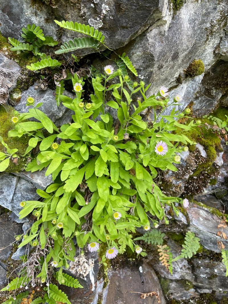 Gorge Fleabane photo 7