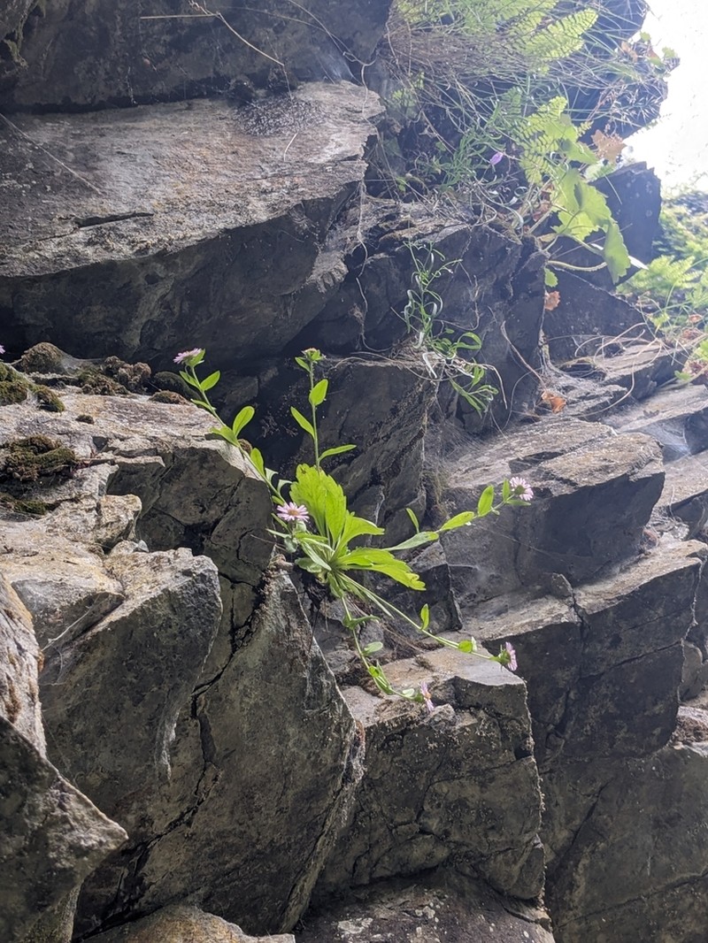 Gorge Fleabane photo 8