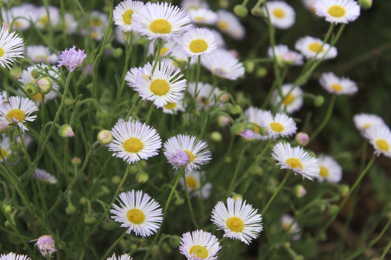 Chaparral Fleabane