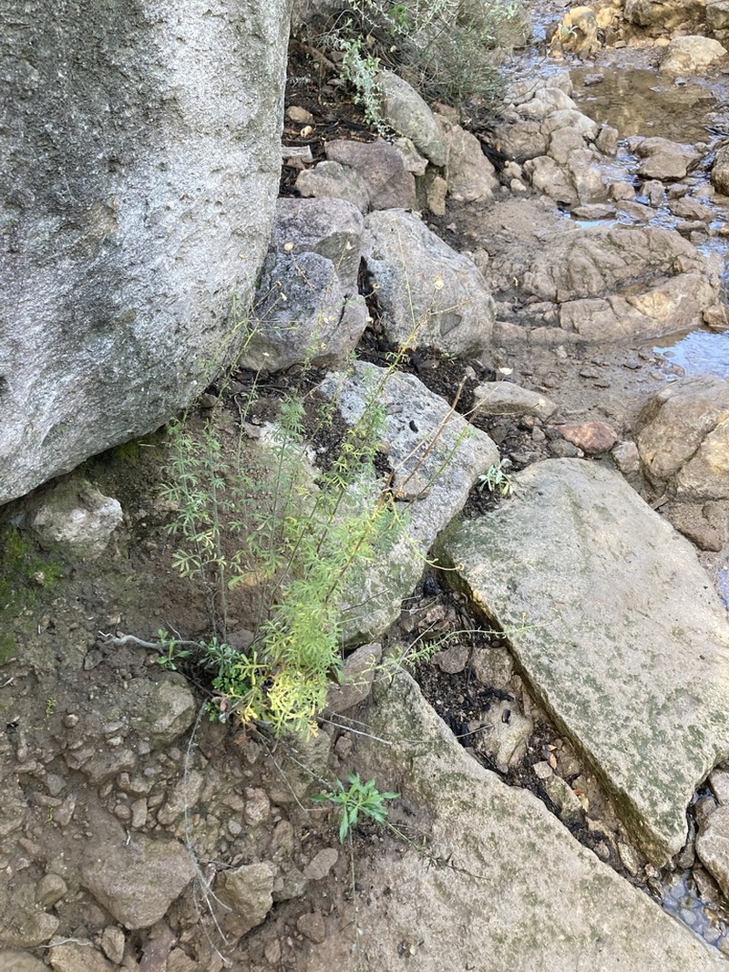 Chaparral Fleabane