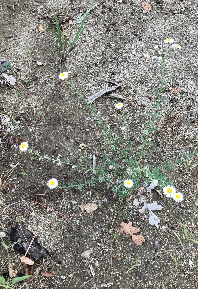 Chaparral Fleabane photo 2