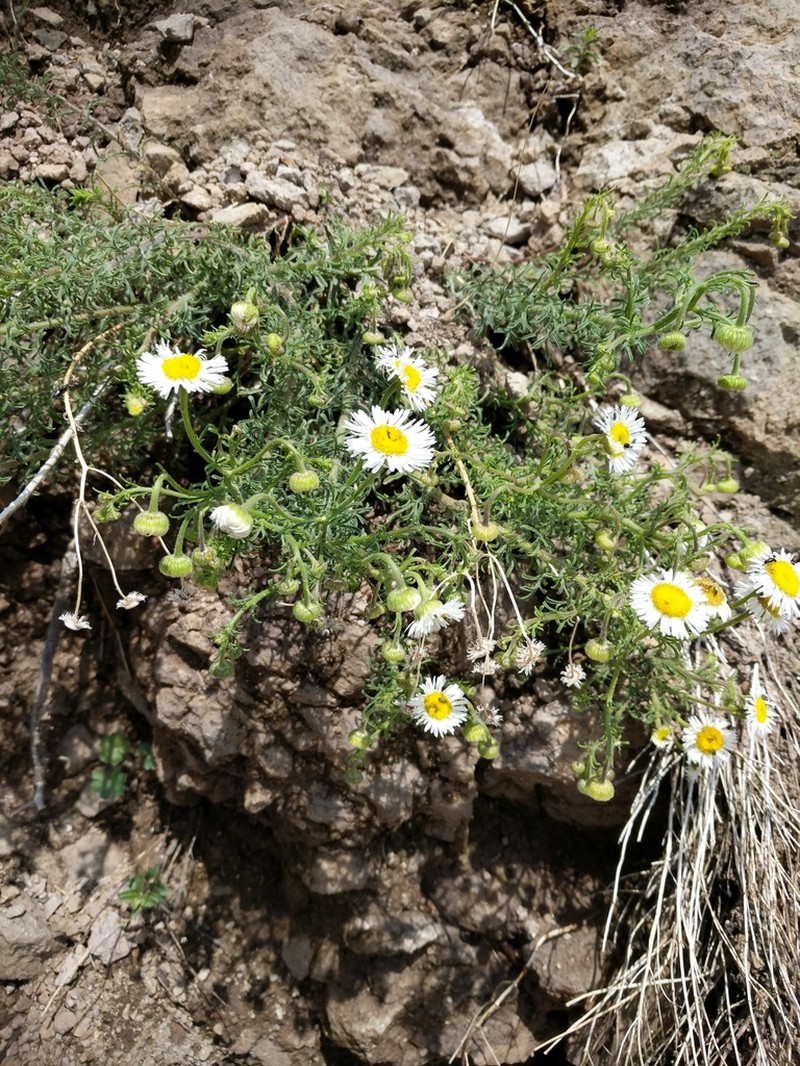 Chaparral Fleabane photo 3