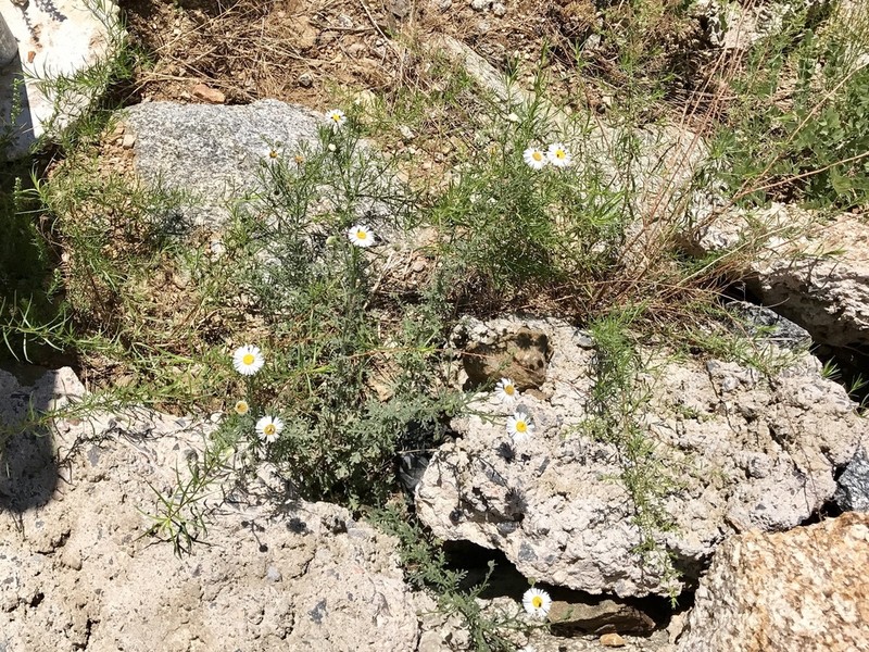 Chaparral Fleabane photo 4