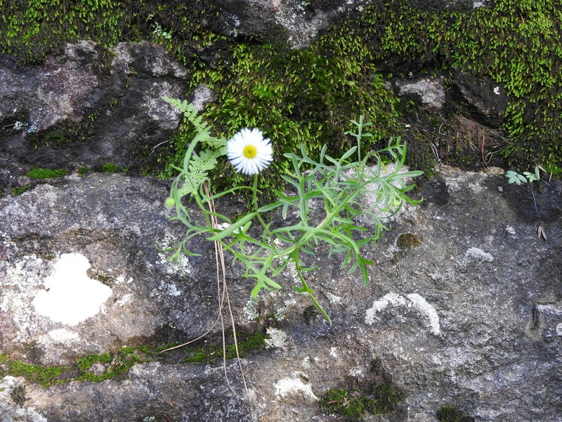 Chaparral Fleabane photo 5