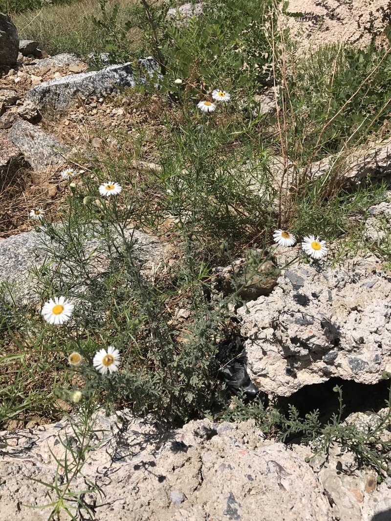 Chaparral Fleabane photo 6