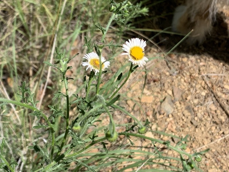 Chaparral Fleabane photo 7
