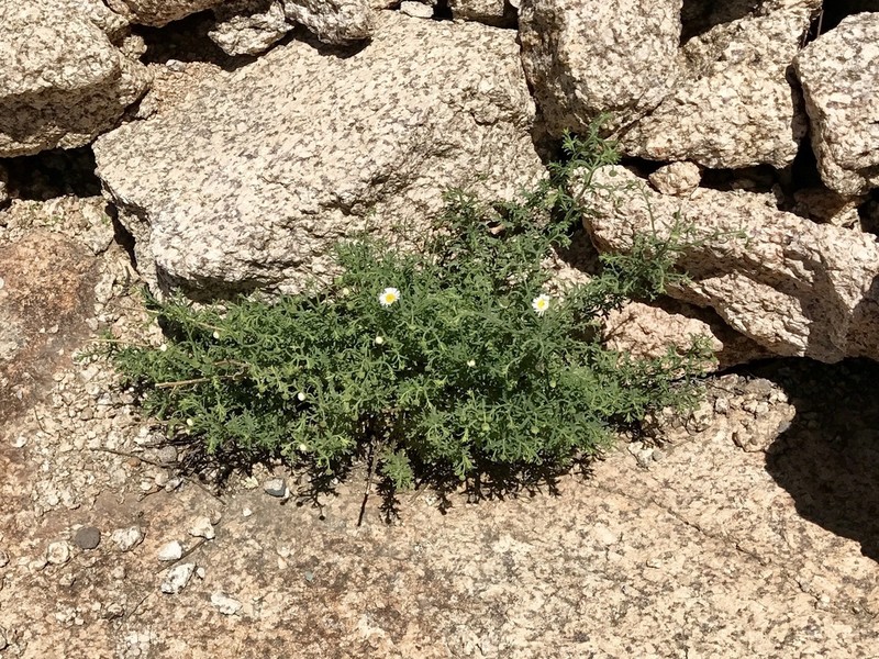 Chaparral Fleabane photo 8
