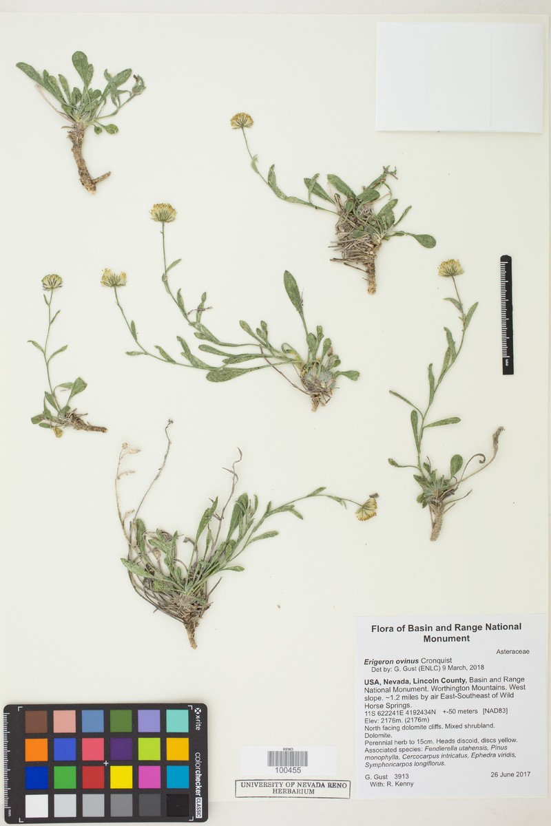 Sheep Fleabane