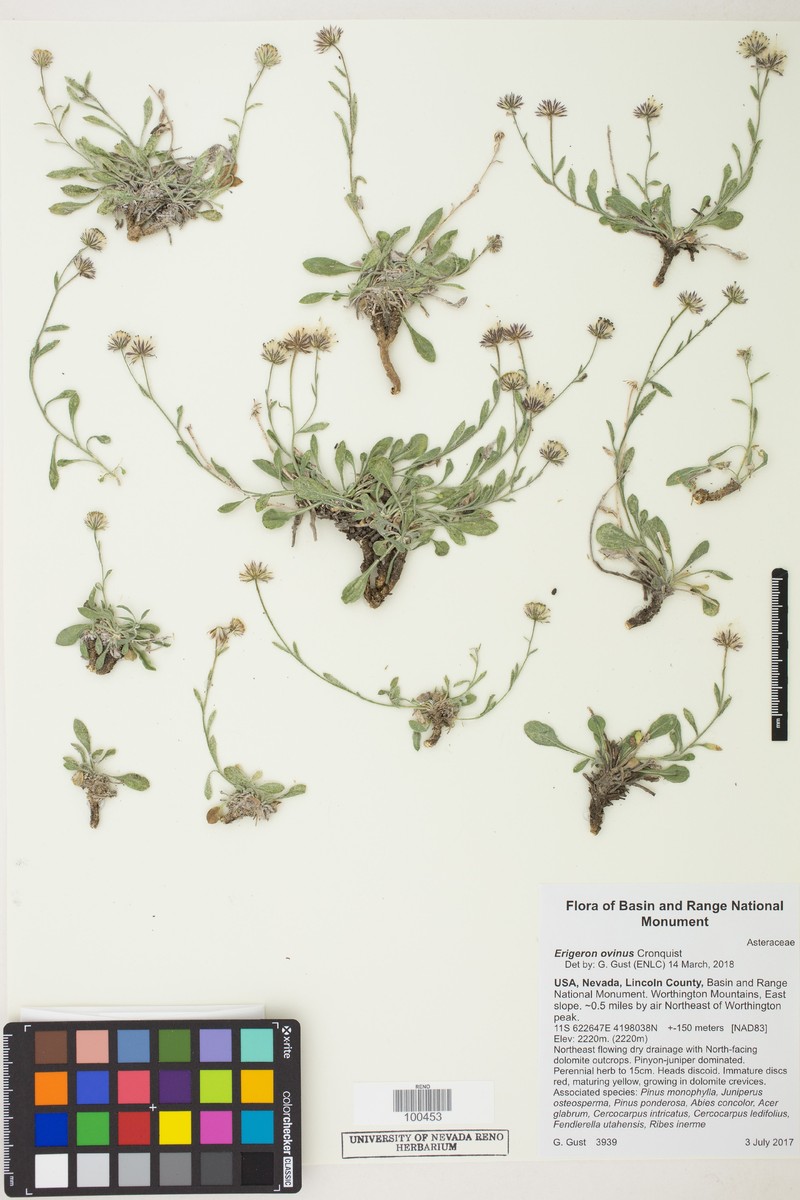 Sheep Fleabane photo 2