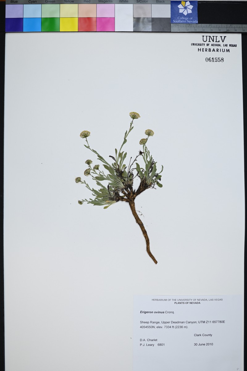 Sheep Fleabane photo 3