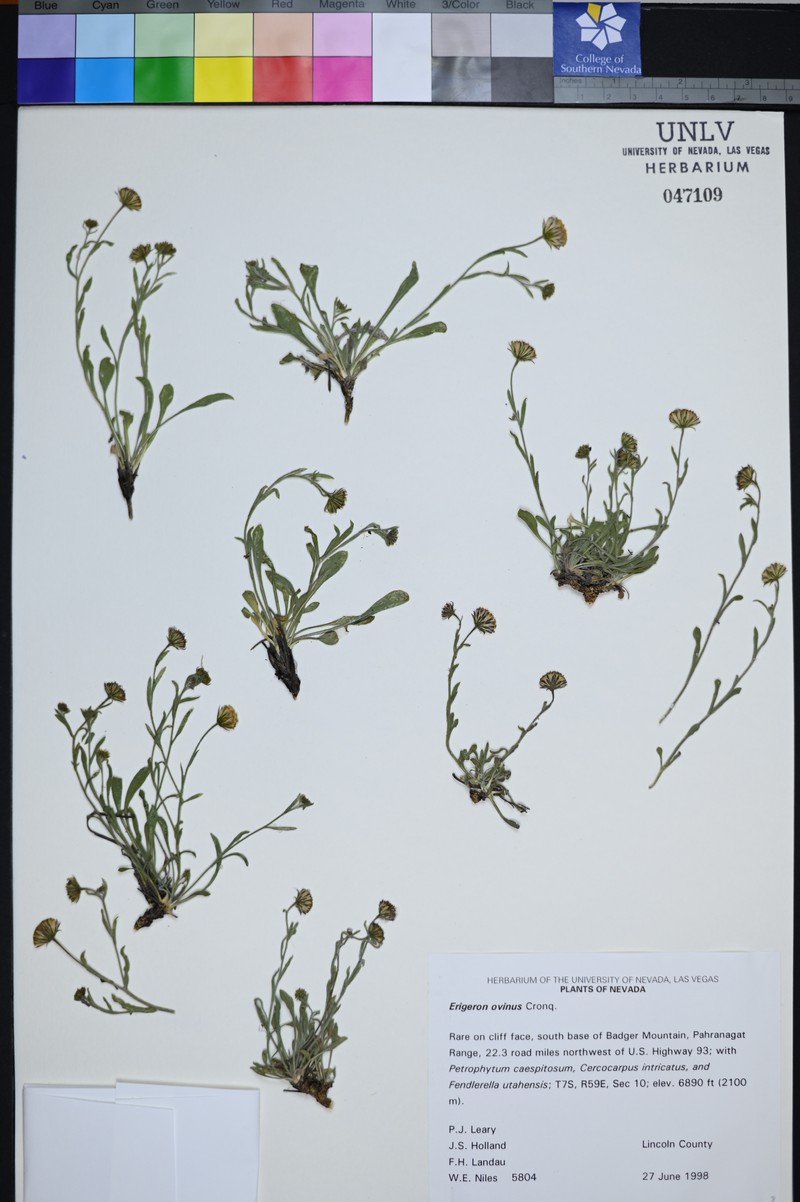 Sheep Fleabane photo 4