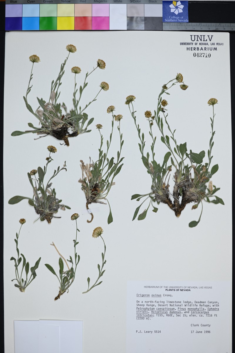 Sheep Fleabane photo 5