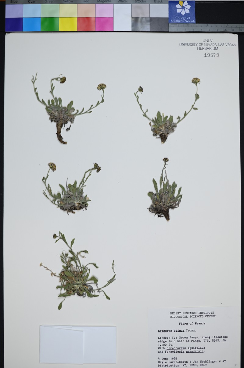 Sheep Fleabane photo 6