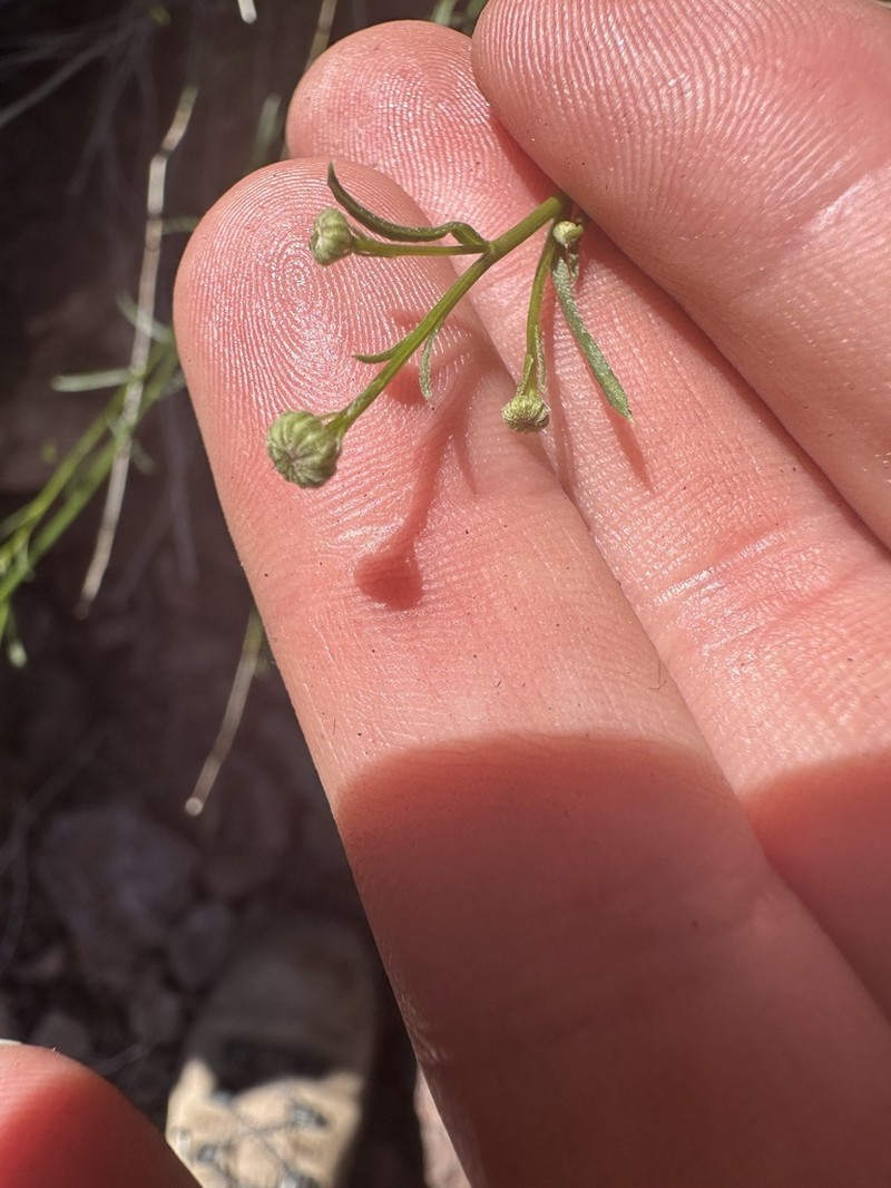 Wand Fleabane photo 3