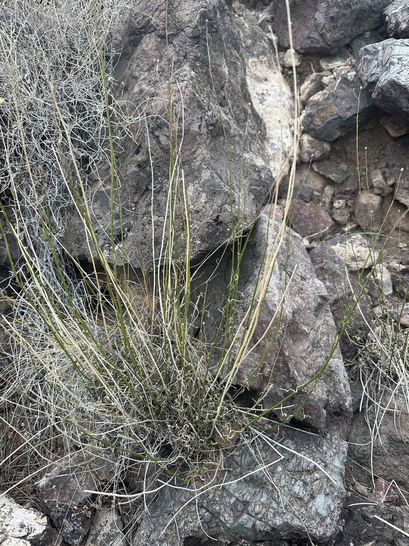 Wand Fleabane photo 4