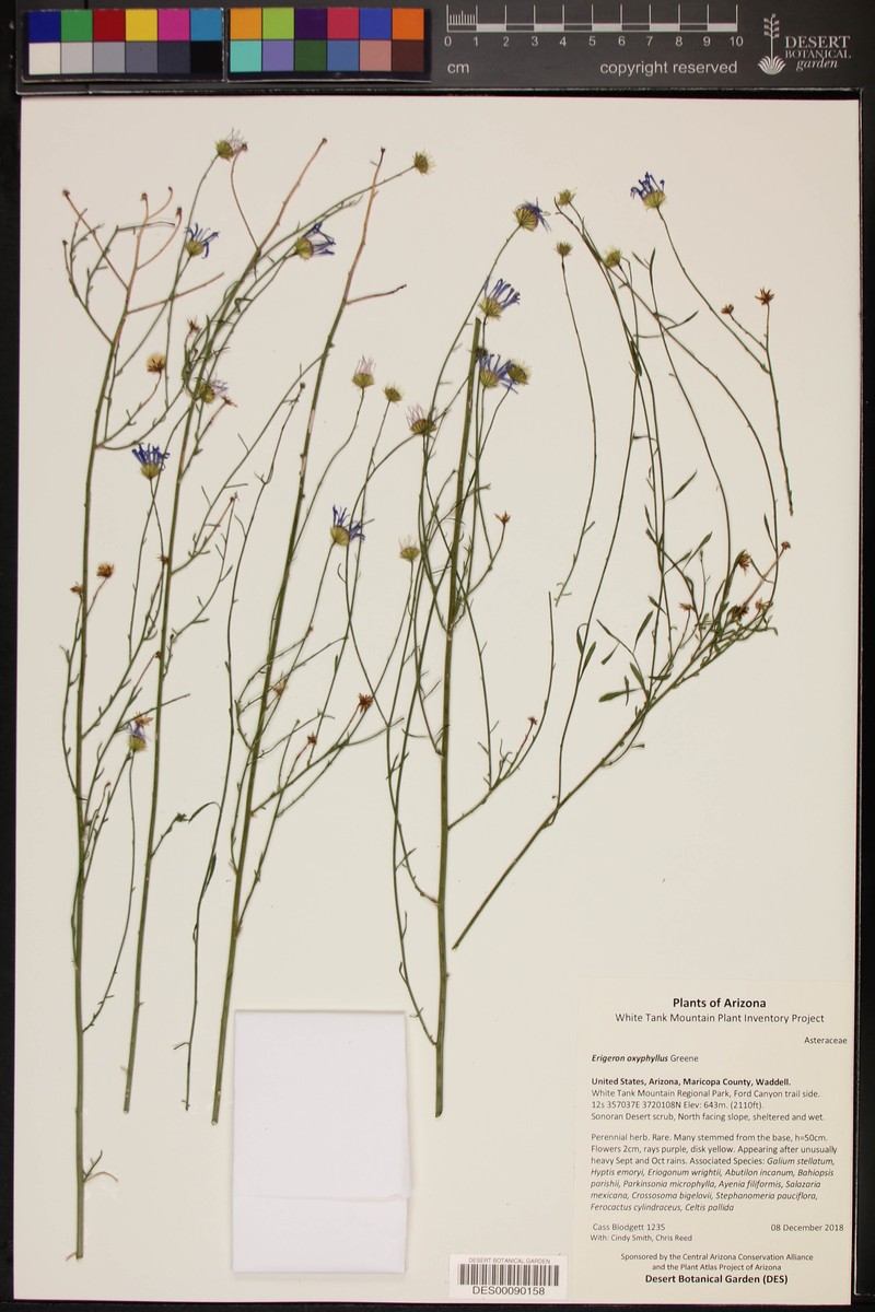 Wand Fleabane photo 5