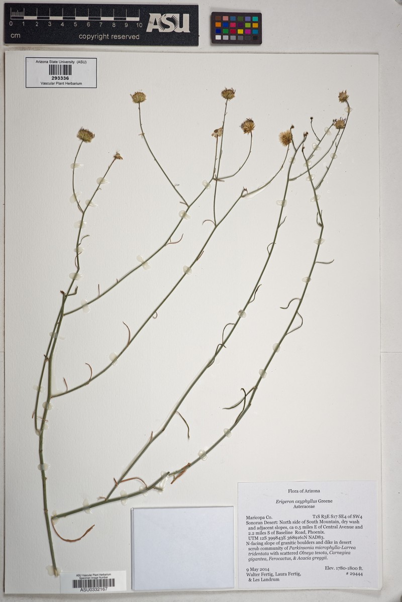 Wand Fleabane photo 6