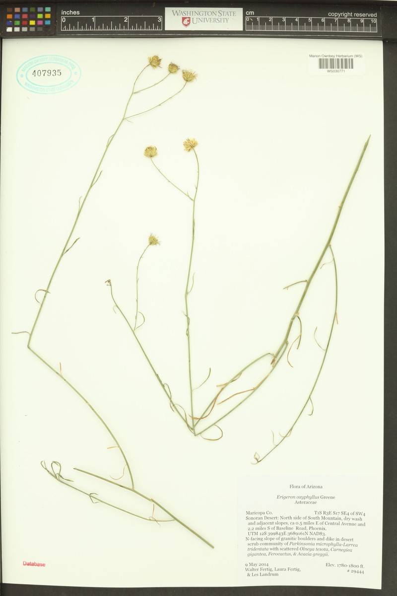 Wand Fleabane photo 7