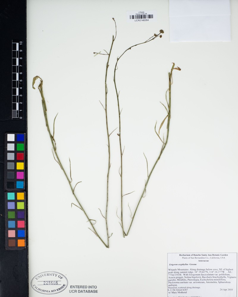 Wand Fleabane photo 8