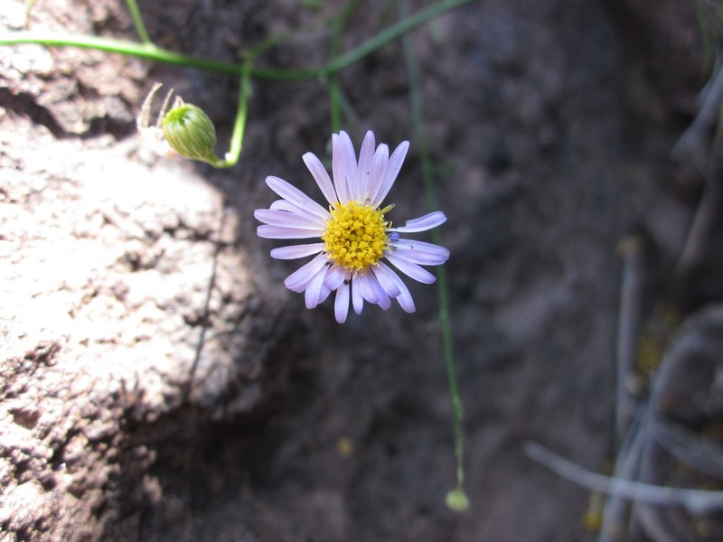 Wand Fleabane