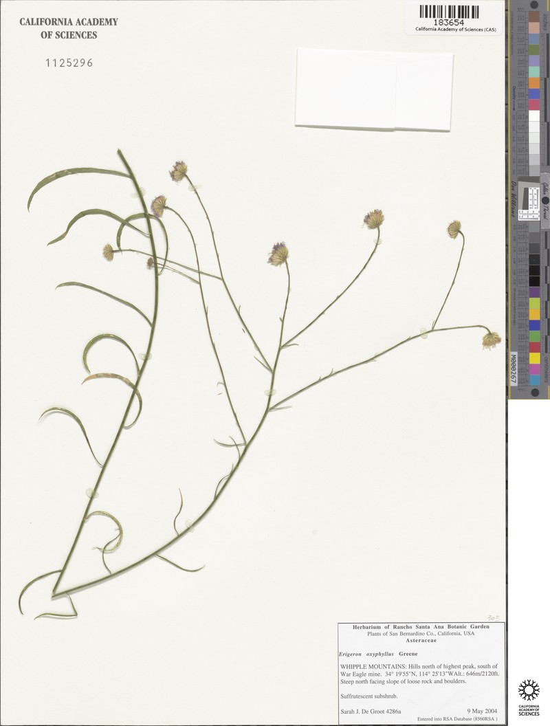 Wand Fleabane photo 3