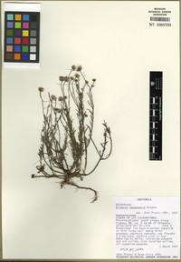 Erigeron pacayensis