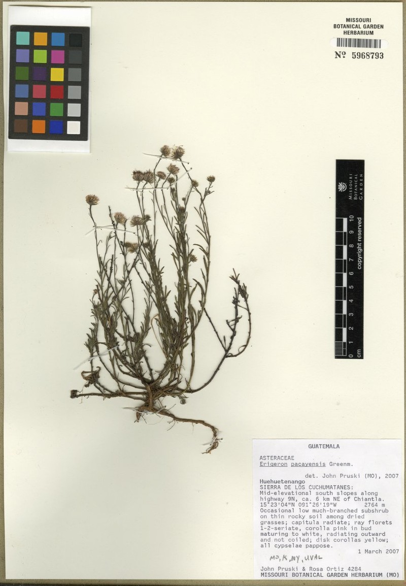 Erigeron pacayensis
