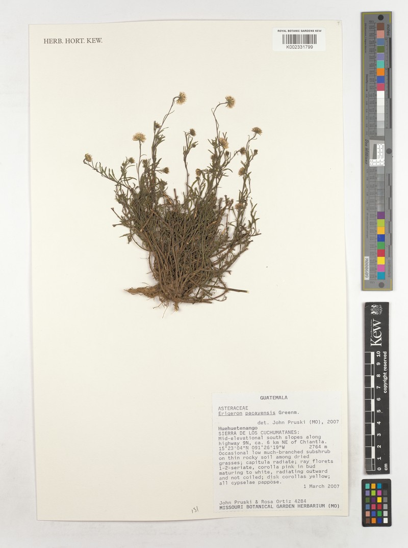 Erigeron pacayensis photo 2