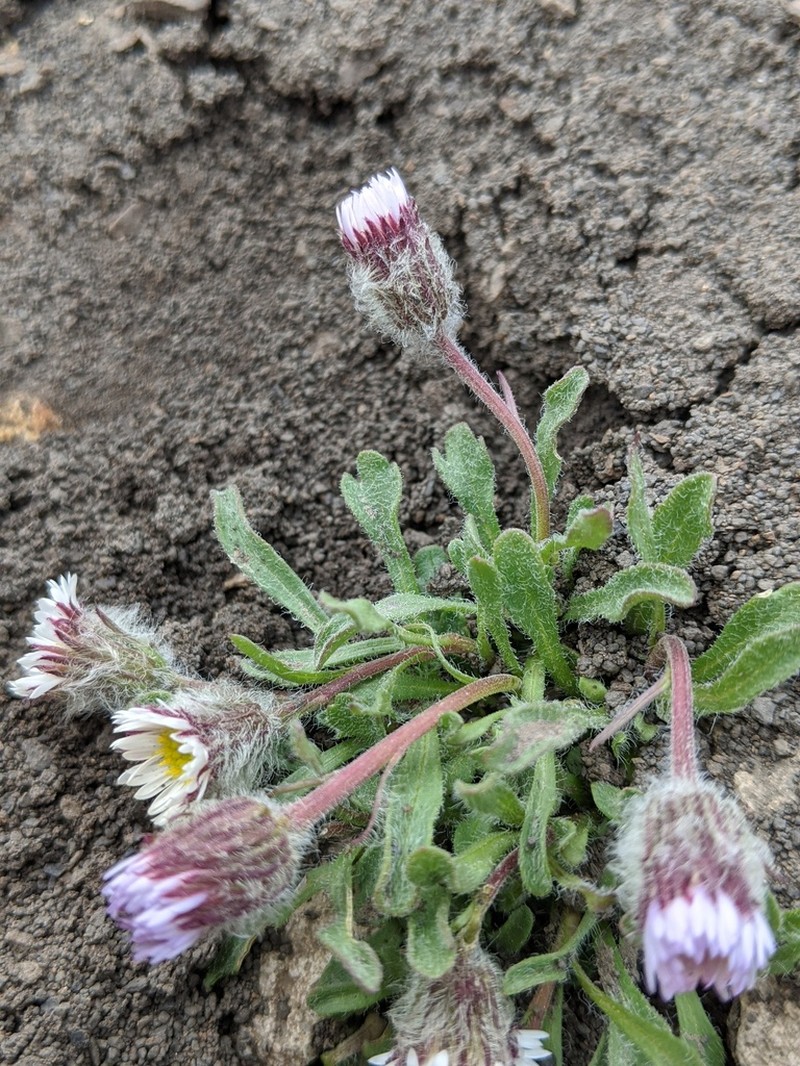 Pale Fleabane