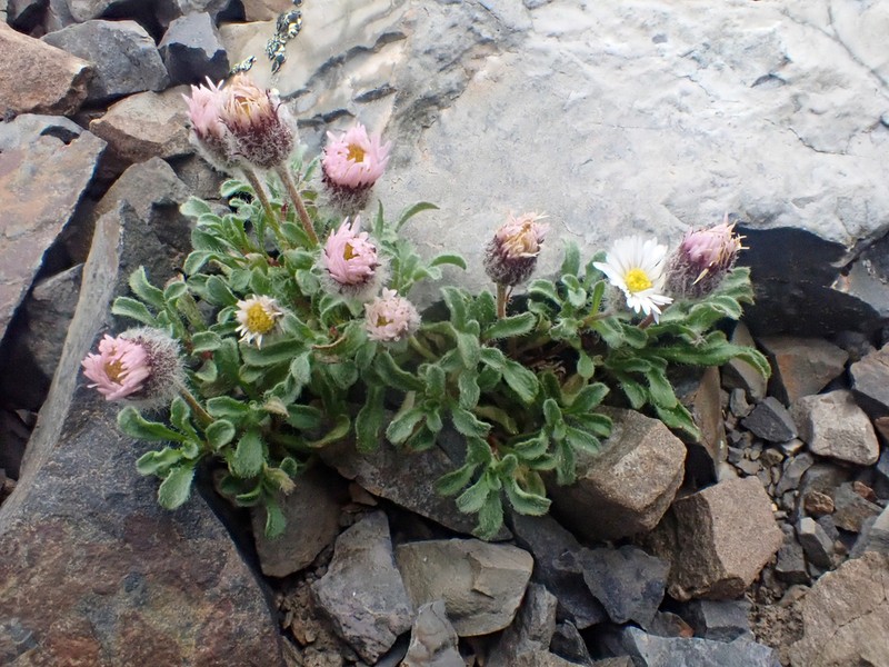 Pale Fleabane photo 2