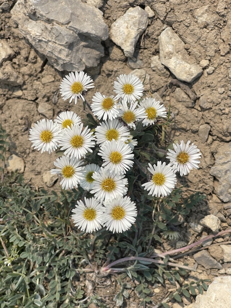 Pale Fleabane photo 3