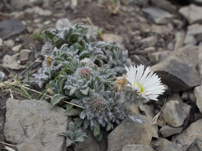 Pale Fleabane photo 4