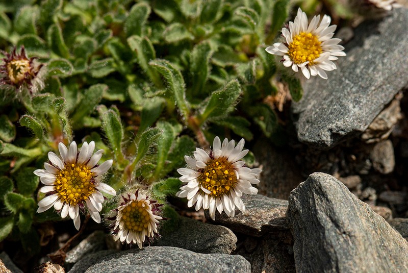Pale Fleabane photo 5