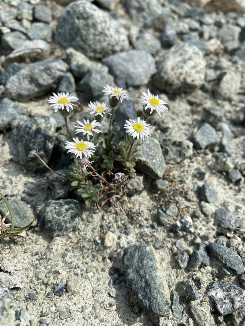Pale Fleabane photo 6