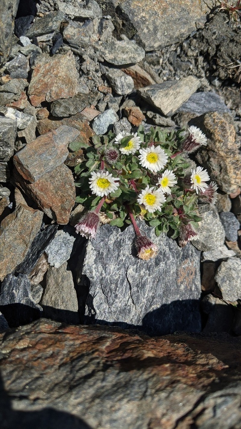 Pale Fleabane photo 7