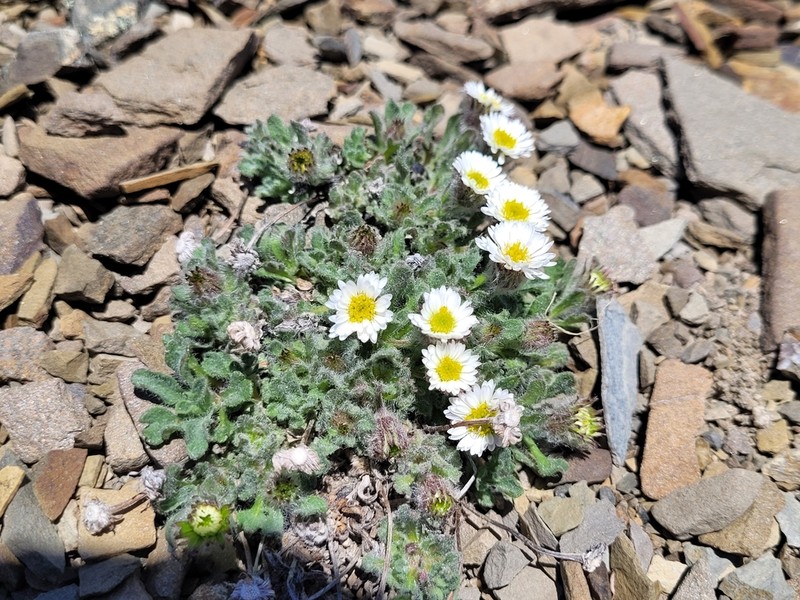 Pale Fleabane photo 8